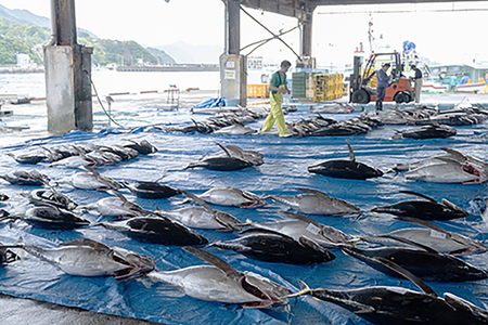 マグロ 国産天然マグロ ビンチョウマグロ マグロ短冊 【年末発送限定！ 〈生でお届け〉】 産地直送 天然ビンチョウマグロ短冊 700g 天然マグロ 国産 鮪 期間限定 小分け KI-53