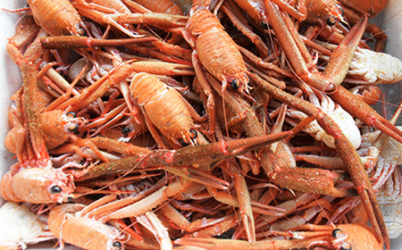 クモエビ(オオコシオリエビ) 1,5㎏ 大容量 深海エビ 鮮度抜群 漁船直送 濃厚なミソ 上品な甘さ 海老 えび エビ 殻付き 有頭 冷蔵便 魚介類 魚貝類 海産物 おかず 酒の肴 三重県産 尾鷲市 HA-70