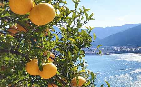 果汁100% 甘夏ジュース720ml×2本セット 甘夏 蜜柑 果物 柑橘 フルーツ シュース 国産 三重県 尾鷲市 AI-4