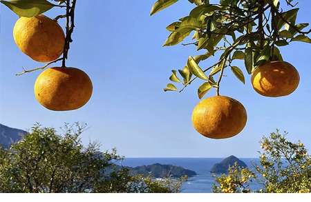 【数量限定】宇宙が喜ぶ甘夏100%ジュース 180ml×3本 　農薬 , 除草剤 , 化学肥料 不使用 , 愛情たっぷりで育てた甘夏のおいしさをぎゅっと搾りました！ 果物 ギフト 贈り物 三重県 尾鷲市 MA-9