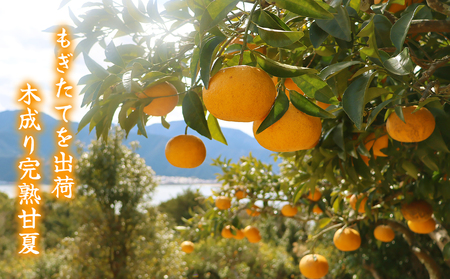 おわせの甘夏 【訳あり】 4kg 木成り完熟甘夏 甘夏 蜜柑 果物 みかん 雨の恵み 国産 三重 尾鷲 柑橘 特産品 AI-6