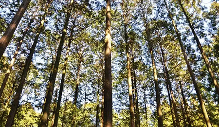 小判型弁当箱（大）《 尾鷲わっぱ 》摺り漆塗り 曲げわっぱ 漆器 ヒノキ 漆 天然素材 伝統工芸品 弁当 重箱 お弁当箱 ぬし熊 尾鷲 返礼品　NU-35