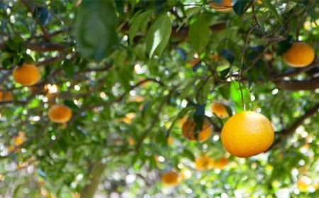 甘夏 (農薬化学肥料不使用)無添加100%ジュース1L×3本 尾鷲市 甘夏屋 平山農園 HI-7