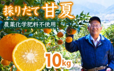 採りたて 甘夏 10Kg（農薬化学肥料不使用） 尾鷲市 甘夏屋 平山農園 HI