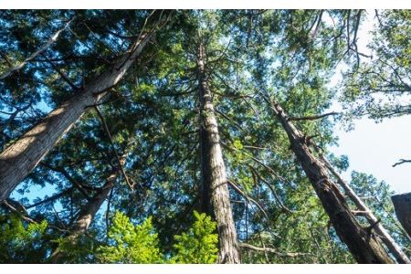 熊野古道『馬越峠』トレッキングツアー (1?4名様) OKB-1