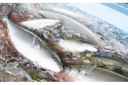 ブリしゃぶ 500gセット（100g × 5パック）　OB-10