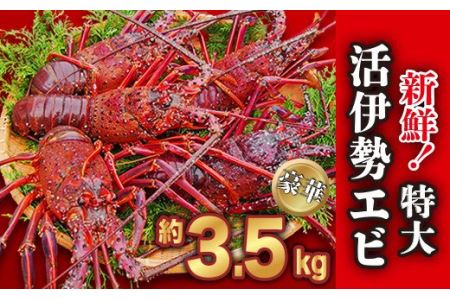 新鮮！特大・活伊勢エビ  豪華！約3.5kg（4～6尾）《10月20日～4月期間限定出荷：先行予約も可（到着日時指定必須商品）》　HA-59
