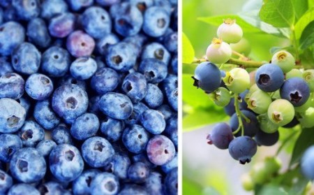  ブルーベリージャム３本＜160g × 3本＞　KA-25