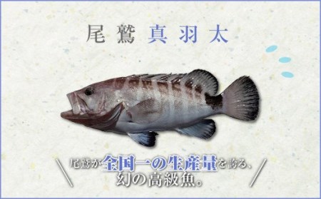  幻の高級魚『尾鷲マハタ』鍋・お刺身用１匹分《到着日時指定必須商品》　UO-52