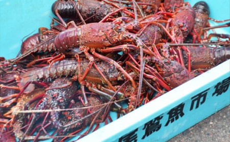 伊勢海老 活伊勢海老 特大伊勢エビ 伊勢エビ刺身 伊勢海老汁 2025/1/3までお届け ※申込締切12/22　MG-8