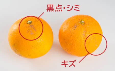 【訳あり】三重県産　清見オレンジ（きよみ） ６kg【出荷目安：３月中旬〜５月上旬】 II-39