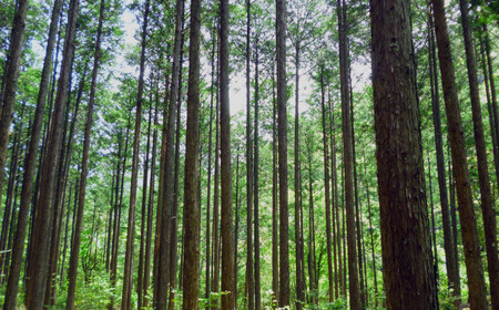 尾鷲ひのき まな板 ２枚 （大・サイド） 天日乾燥 てがんな仕上げ 職人  手仕事 キッチン 台所  日用品  三重県 尾鷲市 　YM-3