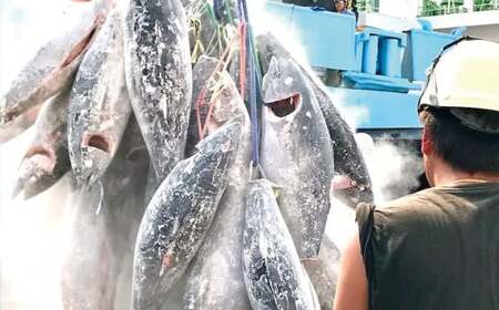 漁師町の 贅沢 ! 天然 本 マグロ 餃子 25個 (バラ凍結) 簡単 便利 ビール によく合う 手作り お 魚 ぎょうざ 三重県 尾鷲 可笑 KSH-1