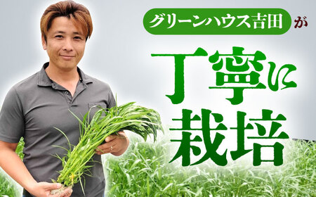 【3回定期便】新鮮朝採れ くうしん菜 計30袋 / 亀山市 / グリーンハウス吉田[AMCD003]