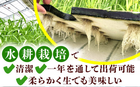 【3回定期便】新鮮朝採れ くうしん菜 計30袋 / 亀山市 / グリーンハウス吉田[AMCD003]