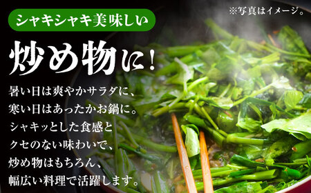 【3回定期便】新鮮朝採れ くうしん菜 計30袋 / 亀山市 / グリーンハウス吉田[AMCD003]