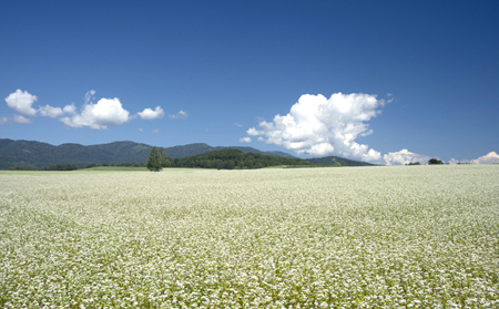 半生そば・干しそば詰合せ02 北海道幌加内 麺類 乾麺 出汁 だし 