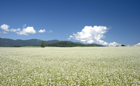 【 年越しそば 】8人前 北海道 幌加内産 石臼挽き 生そば×2 半生そば ×2(つゆ付）年越し 年末 そば 蕎麦 生そば 北海道 幌加内 年内　麺類・そば・年越しそば・年末・蕎麦・2人前・セット　お届け：2024年12月28日～2024年12月30日