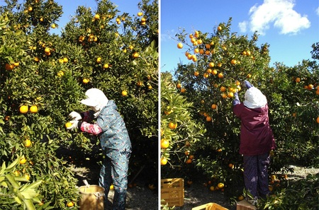 ⑮自然塾 柑橘100%まるごと絞りジュース 6本入り みかんジュース オレンジ ポンカン 不知火 温州 ドリンク 飲料 飲み物 朝食 無添加 季節 旬【szjk0009】