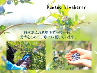 【先行受付】ブルーベリー くまのブルーベリー 冷凍 1㎏(500g×2) フルーツ 果物 くだもの ブルーベリー スムージー ジャム 朝食 デザート 特産品 人気 国産 旬 熊野精工 三重県 熊野市【kmsi0006】