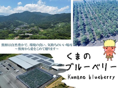 【先行受付】ブルーベリー くまのブルーベリー 冷凍 1㎏(500g×2) フルーツ 果物 くだもの ブルーベリー スムージー ジャム 朝食 デザート 特産品 人気 国産 旬 熊野精工 三重県 熊野市【kmsi0006】