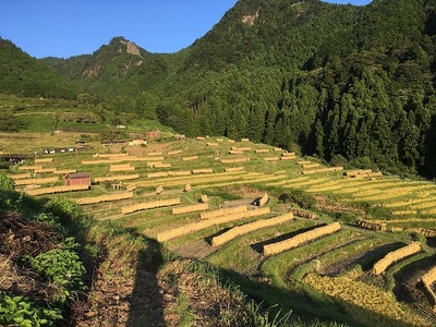 丸山千枚田を守る会会員権(令和8年度)【snmr0004】