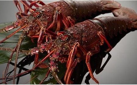 伊勢海老 約2キロ(2~5尾)【kmgk0004】