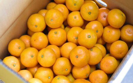 みかん 完熟熊野みかん 10kg【nkmr0002A】