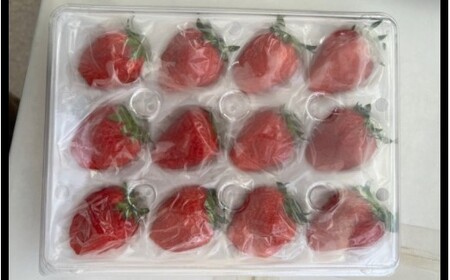 完熟朝どれ いちご 「よつぼし」12粒（約290g）【kmng0031A】