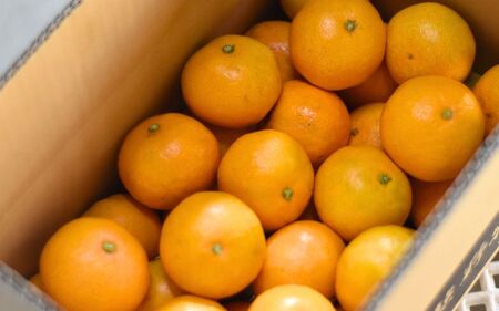 みかん 完熟熊野みかん 3kg【nkmr0009】