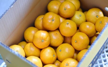 みかん 完熟熊野みかん 5kg【nkmr0010】