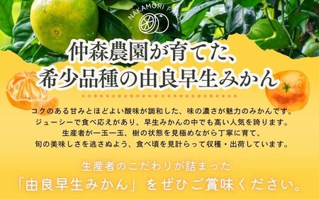 みかん 由良早生みかん 約3kg【2026年11月上旬頃～11月中旬頃に順次発送】【nkmr0019】