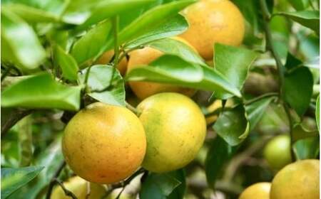 みかん 由良早生みかん 約3kg【2026年11月上旬頃～11月中旬頃に順次発送】【nkmr0019】