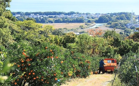 【数量限定】みかん 早生温州みかん 約5kg【mntf0009】