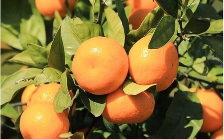 【数量限定】みかん 早生温州みかん 約5kg【mntf0009】