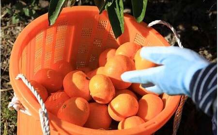 【数量限定】みかん 早生温州みかん 約5kg【mntf0009】