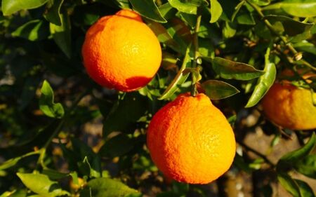 不知火 仲森農園の完熟不知火 5kg【nkmr0003】