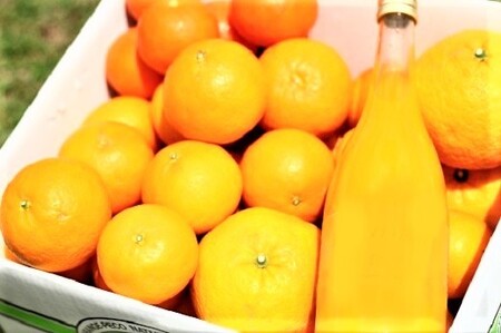 【定期便3回】みかん 自然塾 みかん&まるごと果汁 詰合せ【szjk-tkb0003】