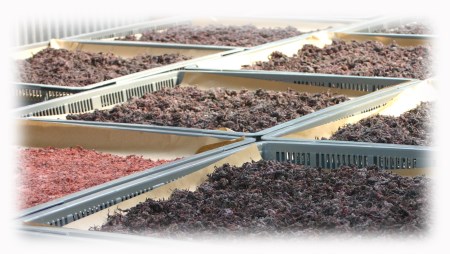 熊野乃梅 昔ながらの梅(塩分25%)500g×3Pとしそふりかけ【snby0003】