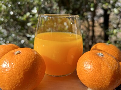 みかんジュース 無添加 果汁100％ みかんジュース 「くまのそだち」1L×3本 みかんジュース【knpr0001】