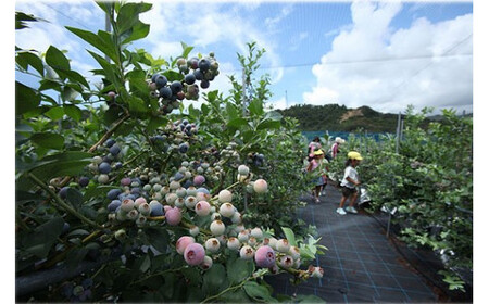 生果ブルーベリー 2㎏ ベリー【knpr0007A】