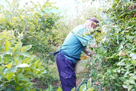 無農薬 童集乃村 ブルーベリー 生果 1kg 【2026年8月1日以降より順次発送いたします。】【mnak0001A】