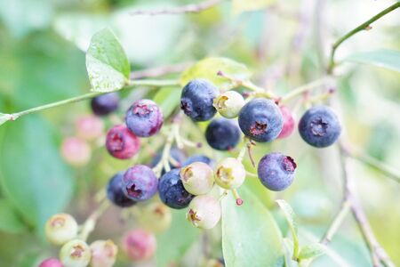 無農薬 童集乃村 ブルーベリー 生果 1kg 【2026年8月1日以降より順次発送いたします。】【mnak0001A】