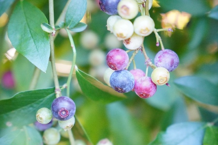 無農薬 ブルーベリー 冷凍 1㎏ 童集乃村【mnak0002】