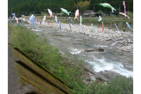 大又川アユ友釣り 年券鑑札 引換券