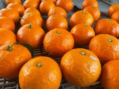 【2026年4月よりお届け!】先行予約【アタシカ果樹】 熊野新鹿産カラマンダリン(3kg)【atkj0001】