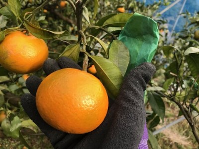 【2026年4月よりお届け!】先行予約【アタシカ果樹】 熊野新鹿産カラマンダリン(3kg)【atkj0001】