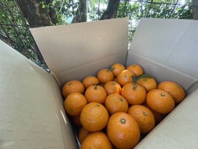 【2026年4月よりお届け!】先行予約【アタシカ果樹】 熊野新鹿産カラマンダリン(3kg)【atkj0001】