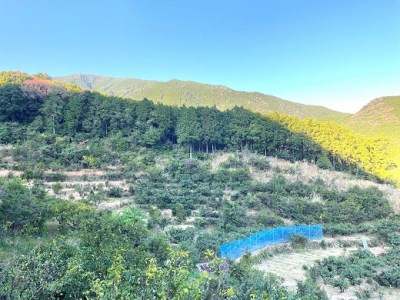 【2026年4月よりお届け!】先行予約【アタシカ果樹】 熊野新鹿産カラマンダリン(3kg)【atkj0001】