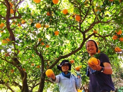 【2026年4月よりお届け！】先行予約【アタシカ果樹】 熊野新鹿産カラマンダリン(4.5kg)【atkj0002】